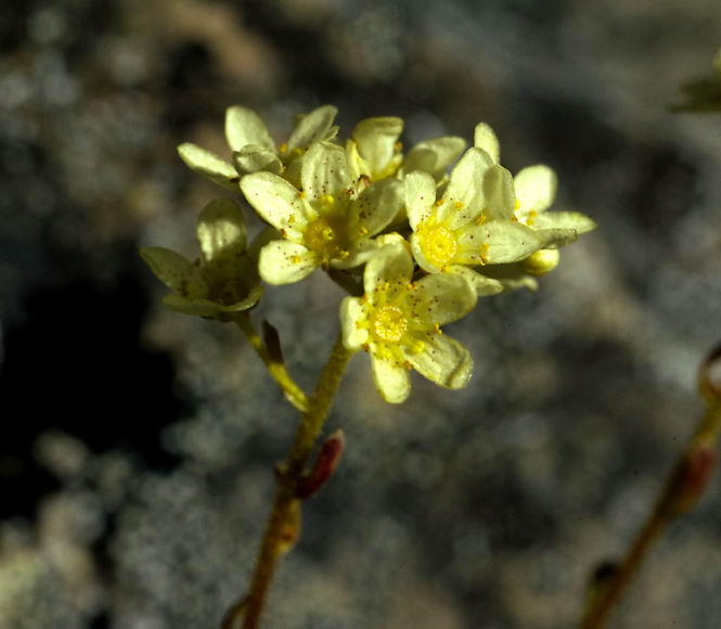 Saxifraga paniculata