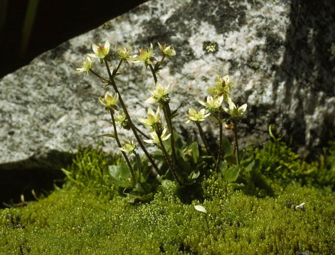 Saxifraga stellaris