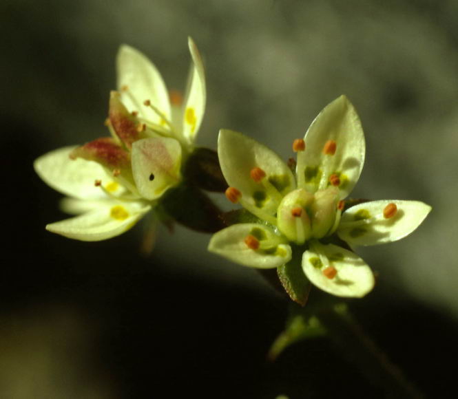 Saxifraga stellaris