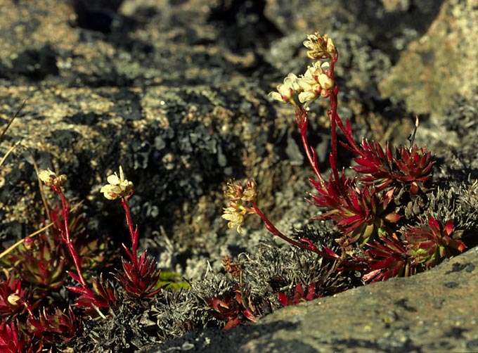 Saxifraga tricuspidata