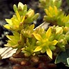 Sedum annuum