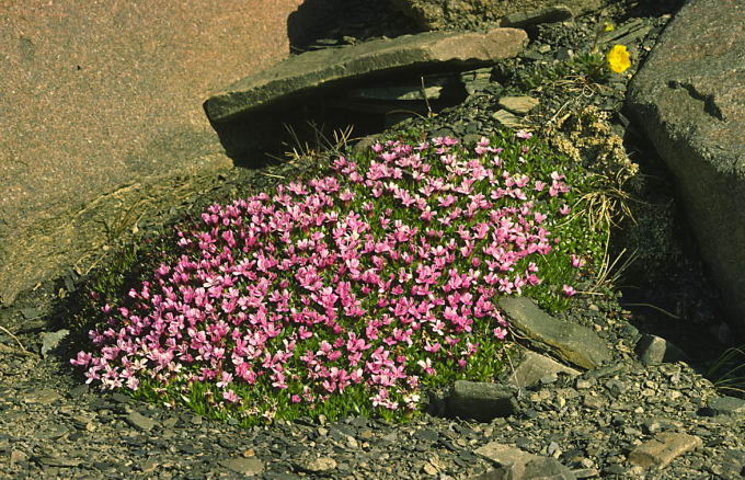 Silene acaulis