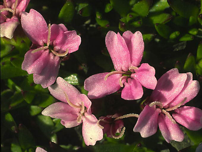 Silene acaulis