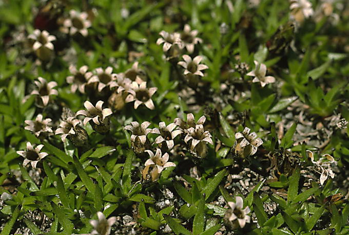 Silene acaulis