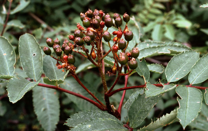 Sorbus groenlandica
