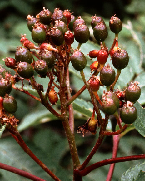 Sorbus groenlandica