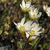 Stellaria longipes