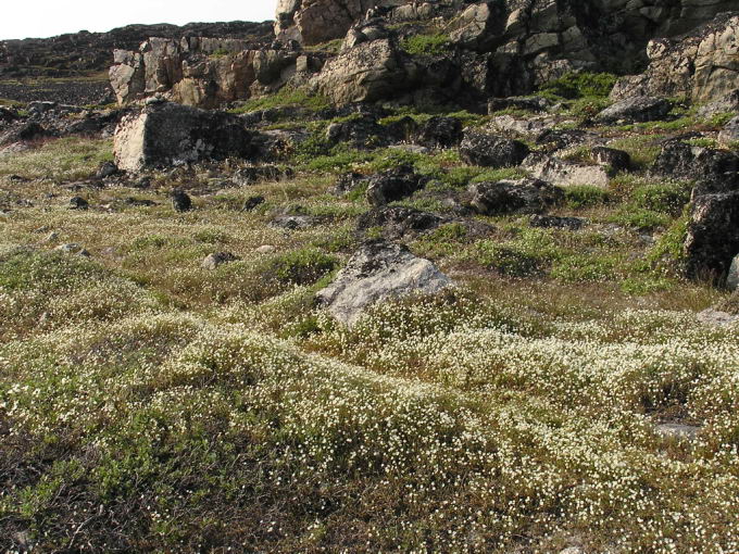 Stellaria longipes