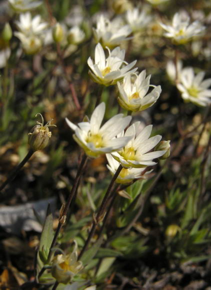 Stellaria longipes