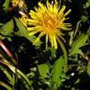 Taraxacum sp.