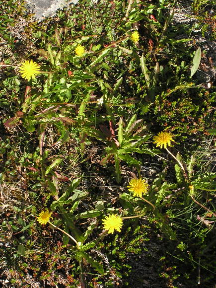 Taraxacum sp.