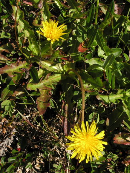 Taraxacum sp.