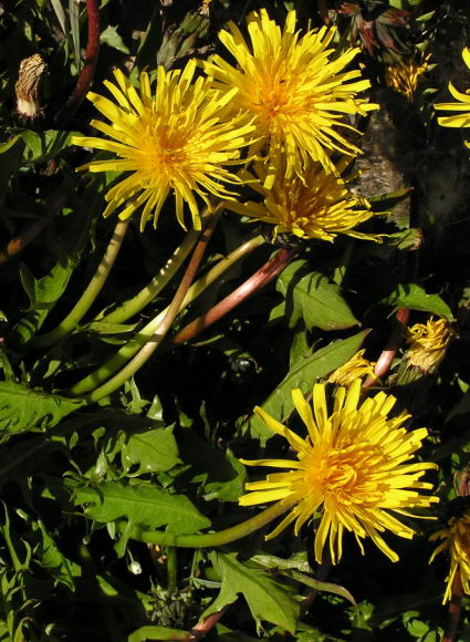 Taraxacum sp.