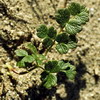 Thalictrum alpinum