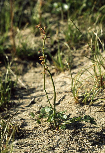 Thalictrum alpinum