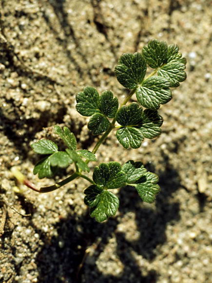 Thalictrum alpinum