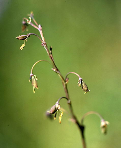 Thalictrum alpinum