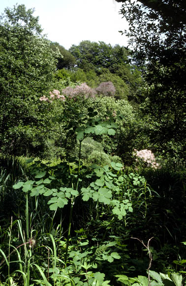 Thalictrum aquilegiifolium