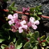 Thymus drucei