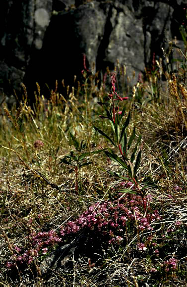 Thymus drucei