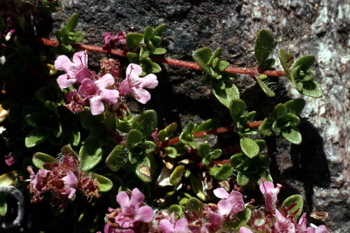 Thymus drucei