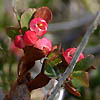 Vaccinium uliginosum