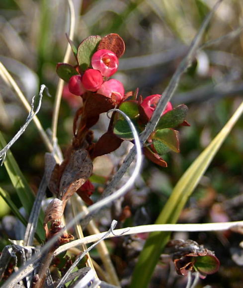 Vaccinium uliginosum