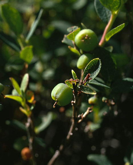 Vaccinium uliginosum