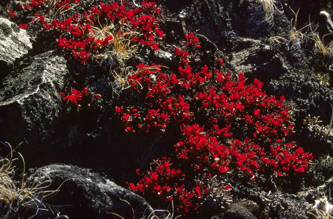 Vaccinium uliginosum