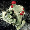 Mycophycophyta