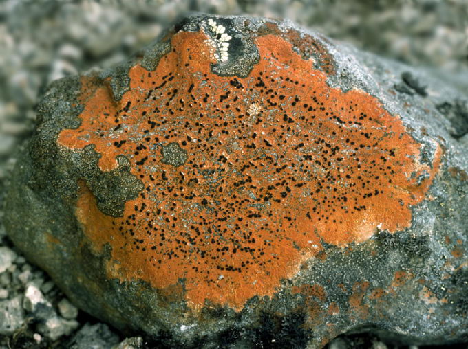 Mycophycophyta