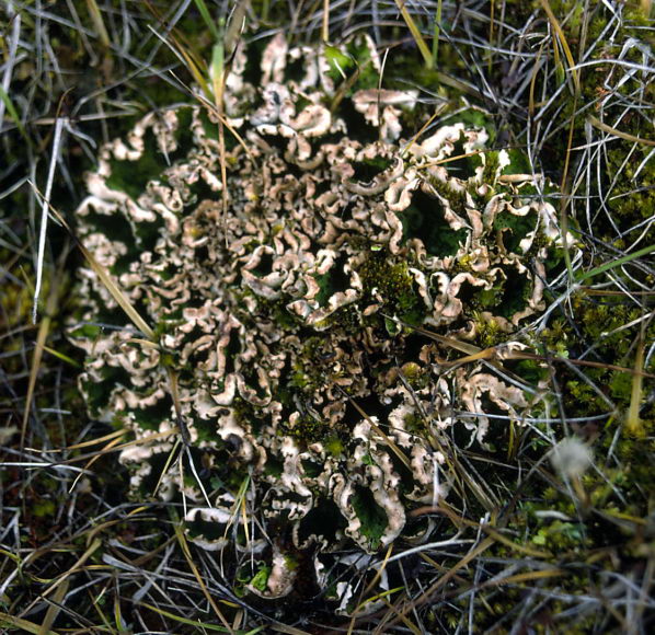 Mycophycophyta