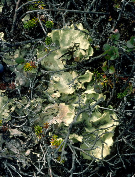 Mycophycophyta