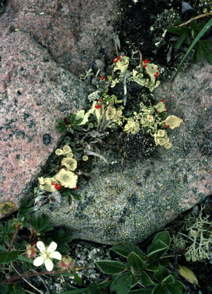 Mycophycophyta