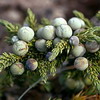 Juniperus communis var. saxatilis