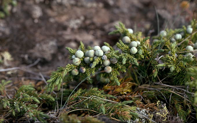 Juniperus communis