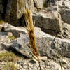 Elymus arenarius ssp. mollis