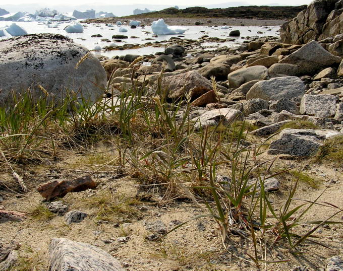 Elymus arenarius ssp. mollis