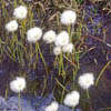 Eriophorum scheuchzeri