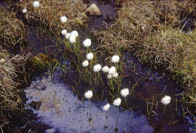 Eriophorum scheuchzeri