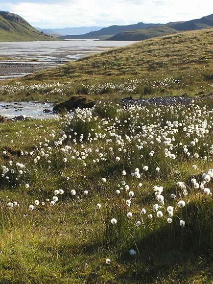 Eriophorum scheuchzeri