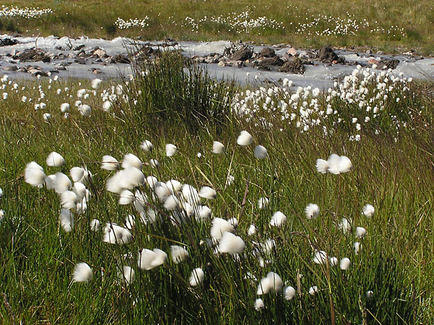 Eriophorum scheuchzeri