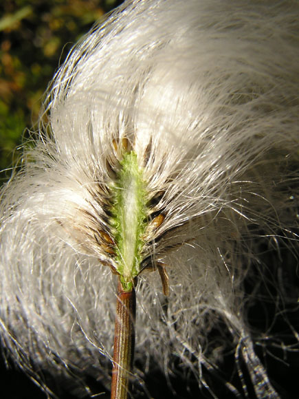 Eriophorum scheuchzeri