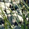 Juncus trifidus