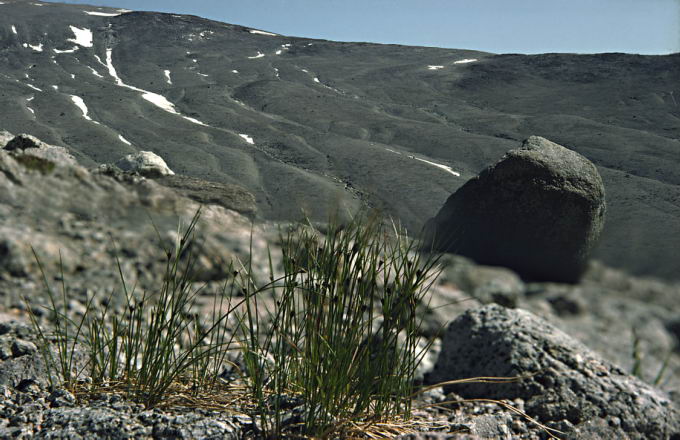 Juncus trifidus