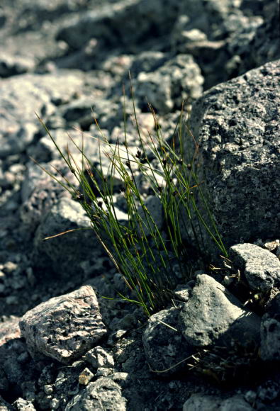 Juncus trifidus