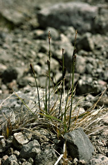 Luzula spicata