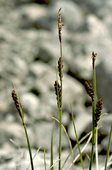 Luzula spicata