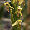 Platanthera hyperborea