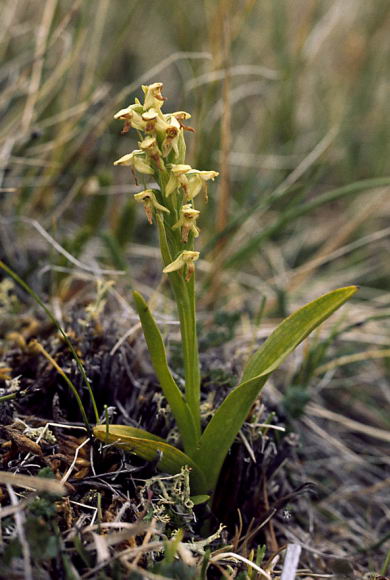 Platanthera hyperborea